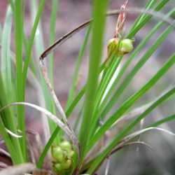 Carex geophila image