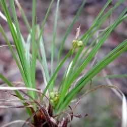 Carex geophila image