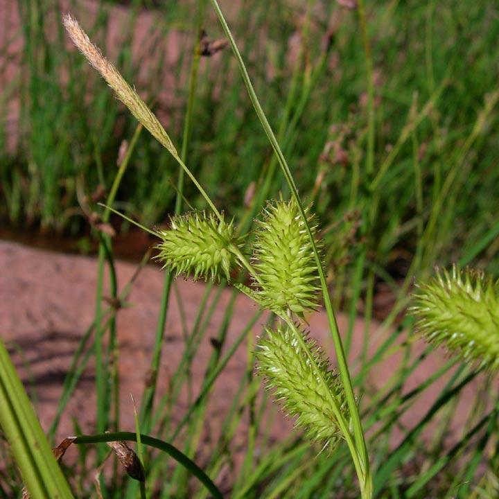 Carex hystericina image