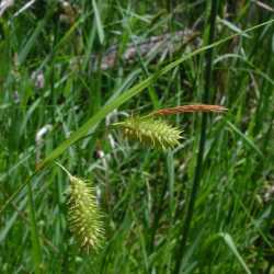 Carex hystericina image