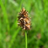 Carex jonesii image