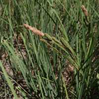 Image of Carex lenticularis