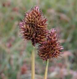 Image of Carex limnophila