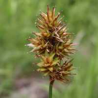 Image of Carex pachystachya