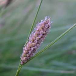 Carex pellita image