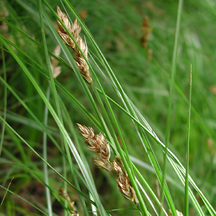 Carex praegracilis image