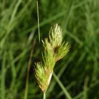 Image of Carex scoparia