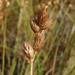 Carex scoparia image