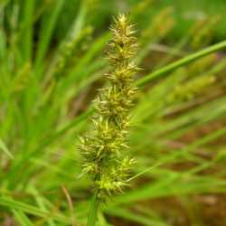 Carex stipata image