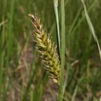 Image of Carex vesicaria