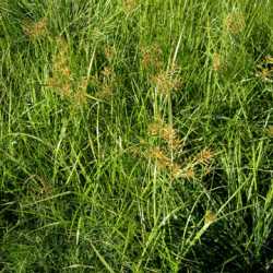 Cyperus esculentus image