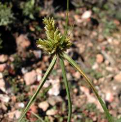 Cyperus fendlerianus image