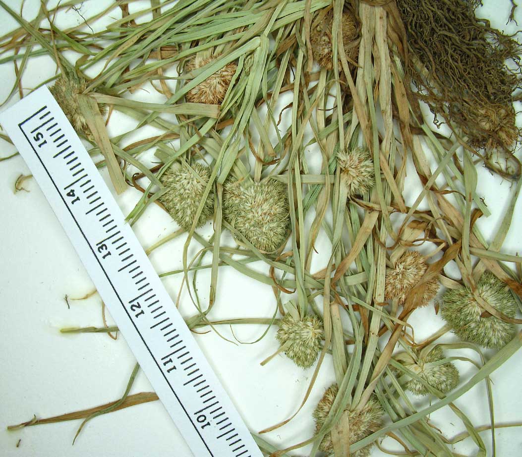 Cyperus pygmaeus image