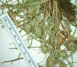 Image of Cyperus pygmaeus
