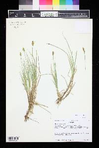 Carex praeceptorum image