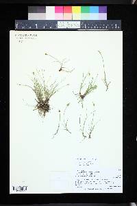 Carex gynocrates image