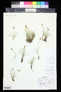 Carex duriuscula image