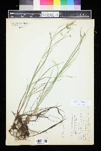 Carex magellanica image