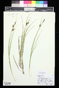 Carex saxatilis image