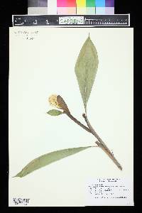 Hedychium borneense image