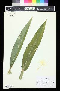 Image of Hedychium robustum
