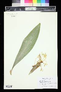 Hedychium hasseltii image