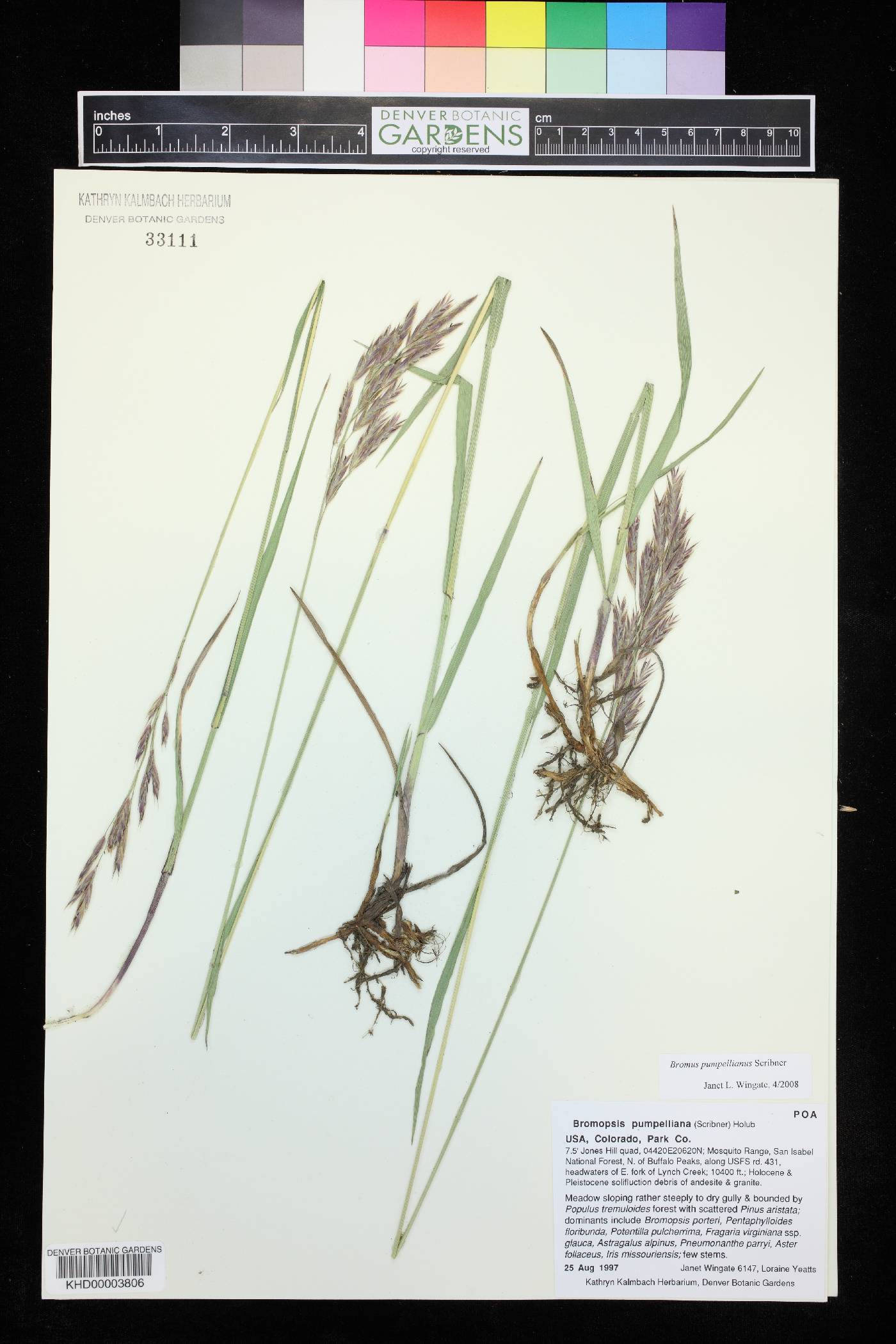 Bromus pumpellianus image