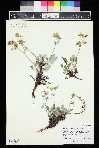 Eriogonum jamesii image