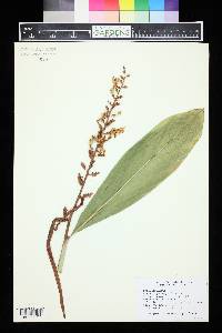 Alpinia galanga image