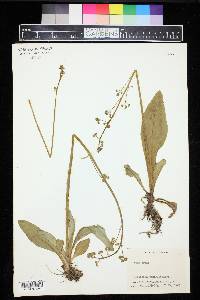 Micranthes pensylvanica image