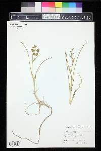 Scheuchzeria palustris image