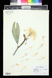 Hedychium borneense image