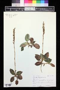 Goodyera oblongifolia image