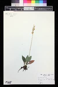 Goodyera tesselata image