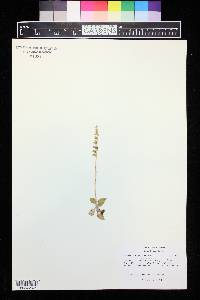 Goodyera repens image