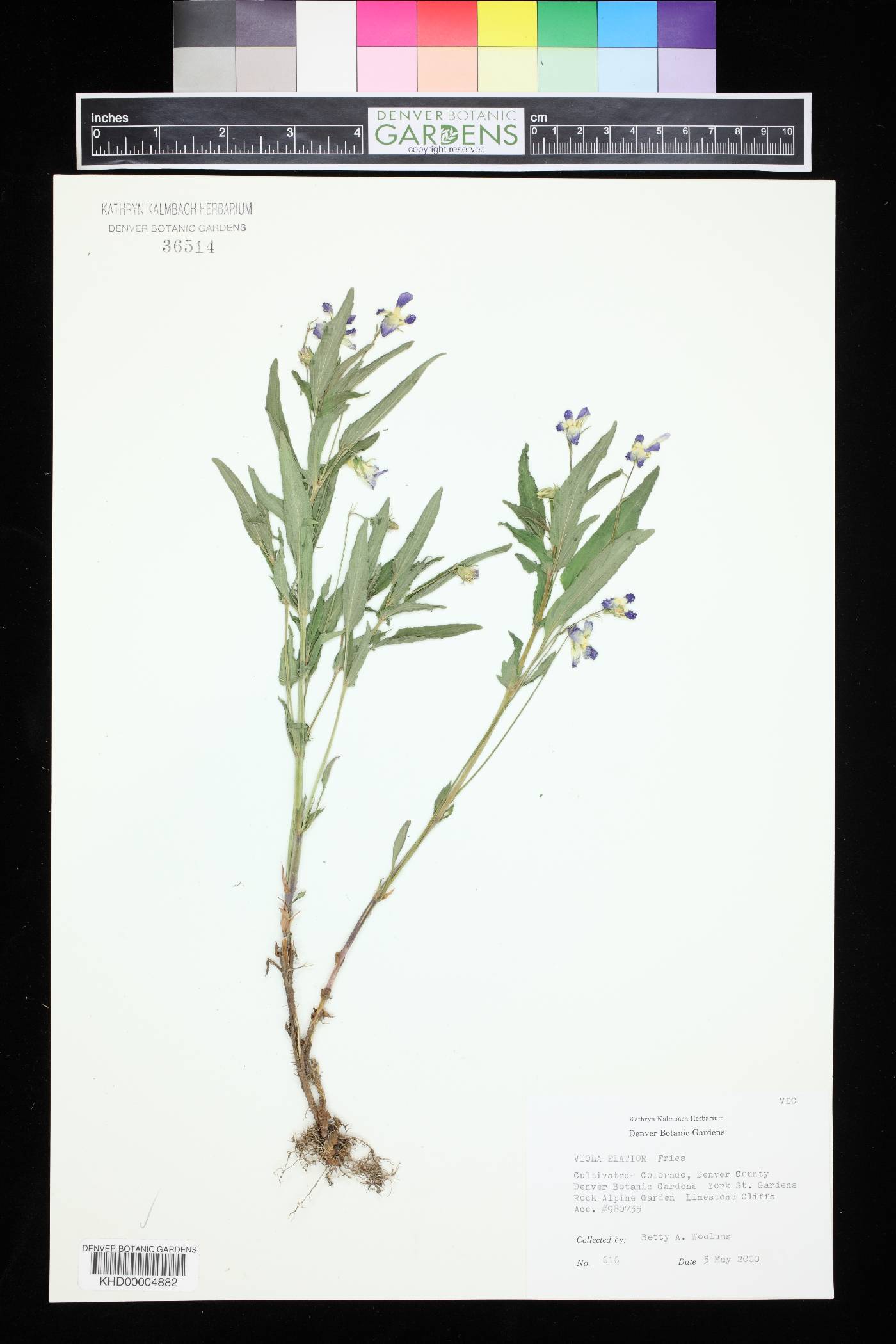 Viola elatior image
