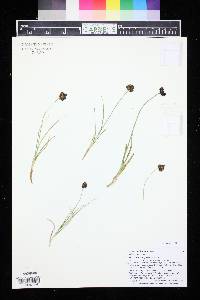 Carex haydeniana image