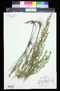 Artemisia dracunculus image