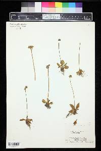 Saxifraga texana image