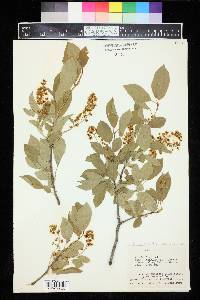 Prunus virginiana var. melanocarpa image