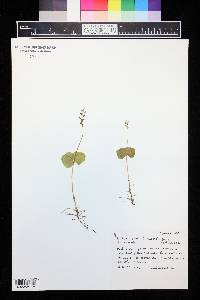 Listera cordata image