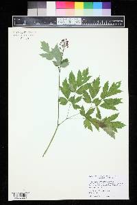 Actaea rubra image