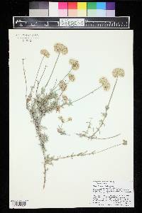 Eriogonum fasciculatum var. polifolium image