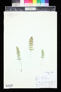 Polypodium saximontanum image