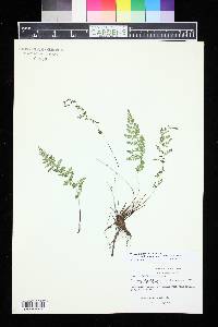 Woodsia oregana subsp. cathcartiana image