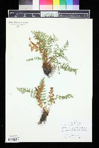 Woodsia scopulina image