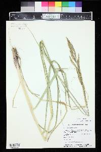 Spartina pectinata image