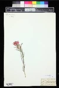 Castilleja integra image