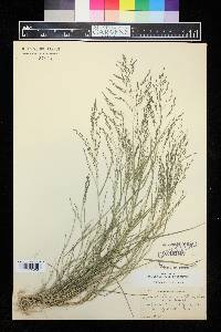 Eragrostis pectinacea var. pectinacea image