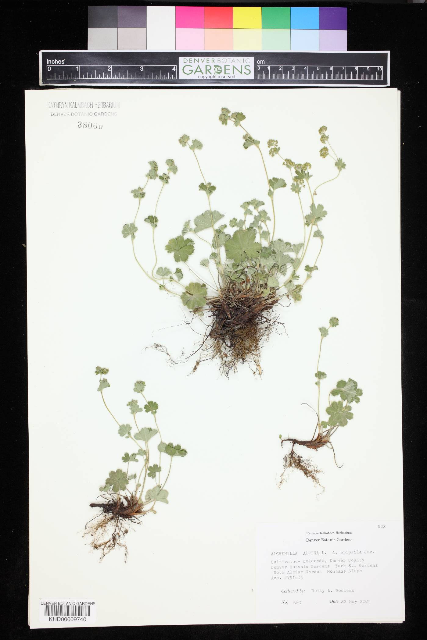 Alchemilla epipsila image